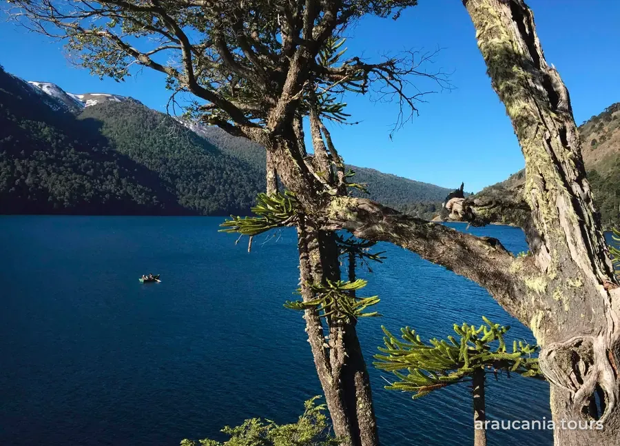 Araucarias a orillas del lago Icalma, en la comuna de Lonquimay, con cerros y cumbres nevadas al fondo