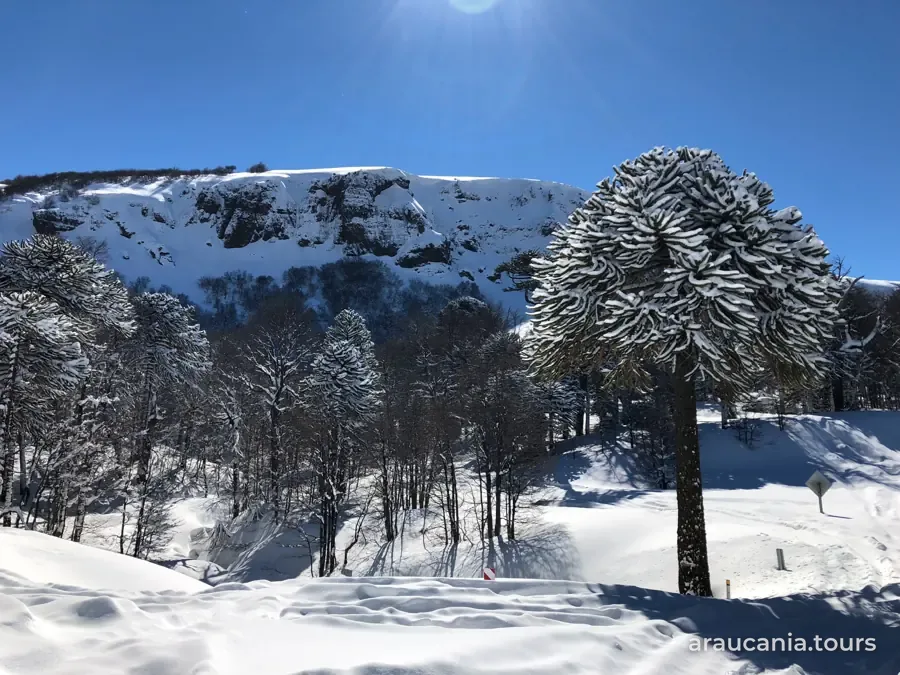Araucaria cubierta de nieve en la montaña