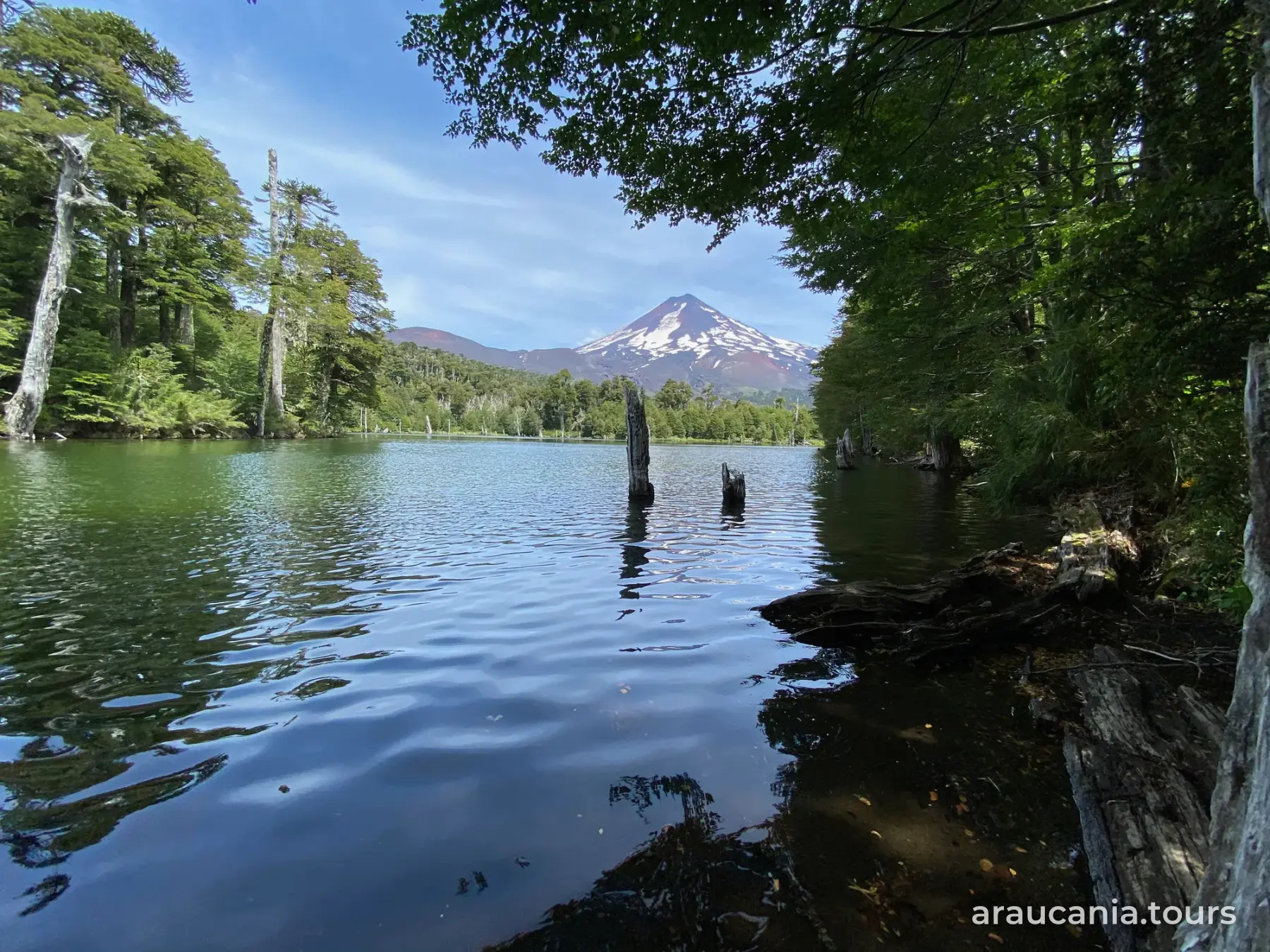 Laguna con troncos sumergidos entre bosque nativo y un volcán nevado al fondo