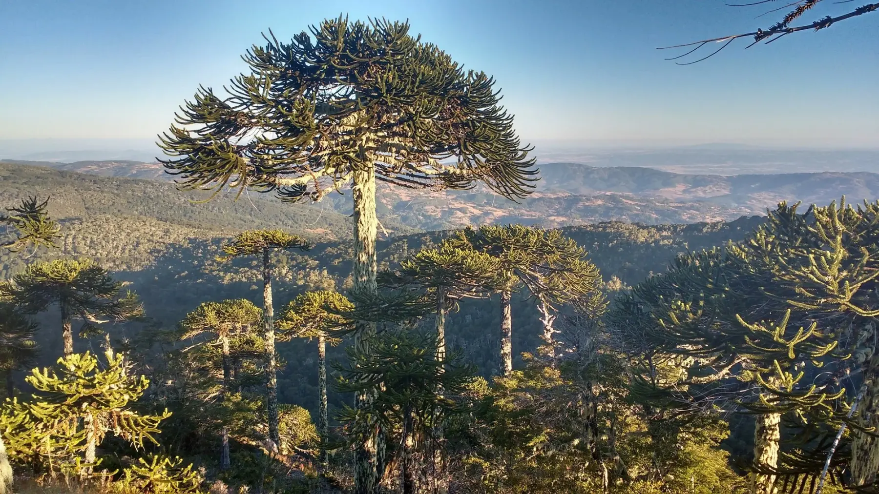 Araucarias en el Parque Nacional Nahuelbuta con vista a los valles de la cordillera de la Costa