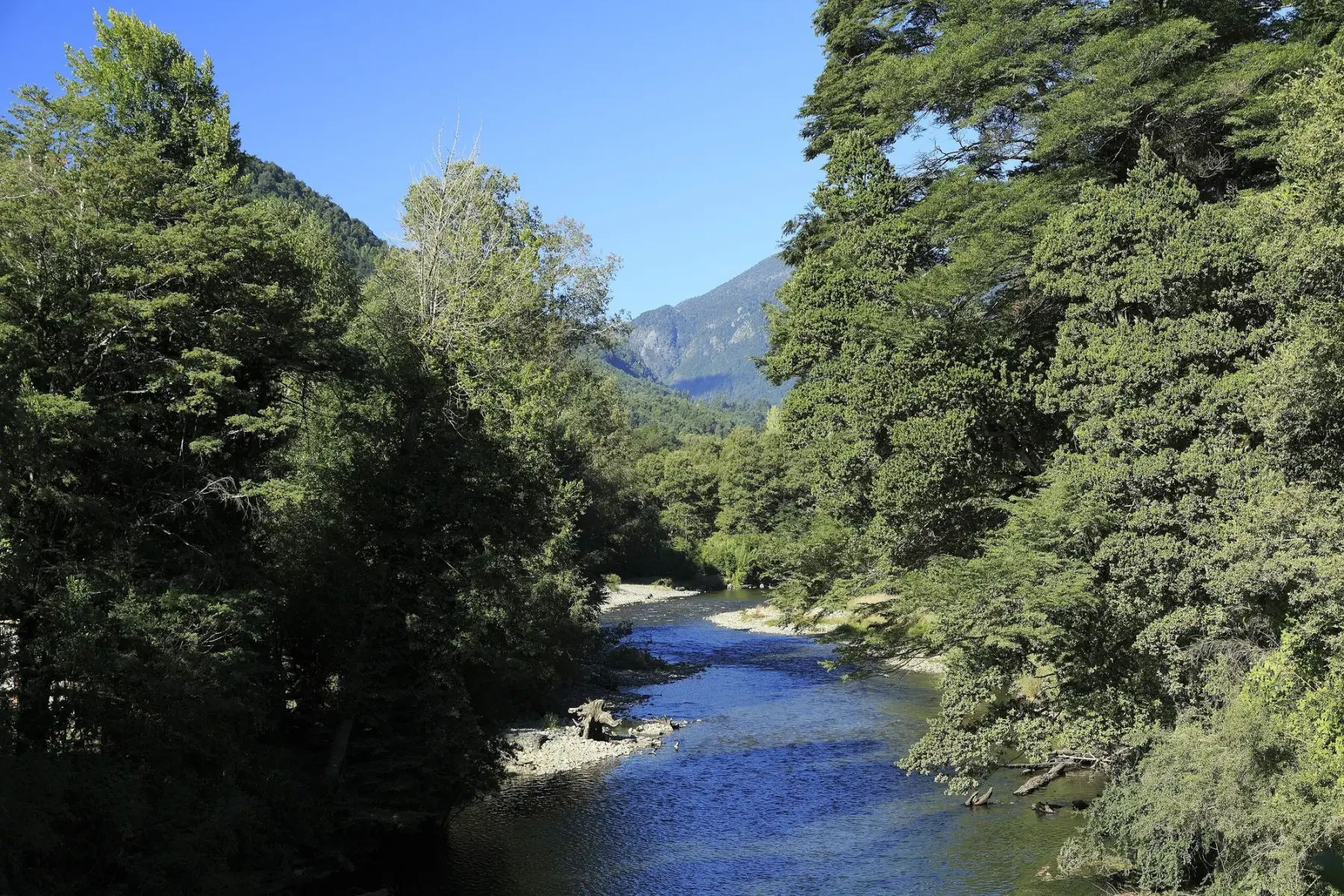 Río Liucura entre bosque nativo, en el valle de las termas al este de Pucón